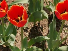 -长春公园(普阳街道)