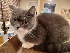 -猫友咖啡店(玉林西路店)