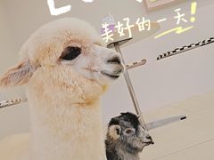 -怪兽屋·羊驼·猫咖·狗咖(俊华广场店)