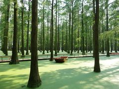 -渌洋湖湿地公园
