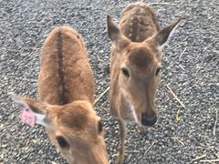 -鹿境梅花鹿生态园区