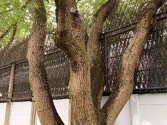 -上海宋庆龄故居纪念馆