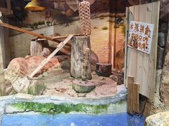 -正佳雨林生态植物园
