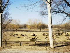 -北京麋鹿生态实验中心