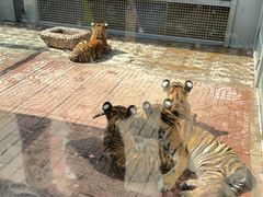 -西霞口神雕山野生动物世界