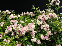 -南京眼步行桥