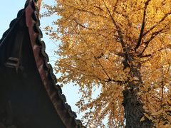 -檀园