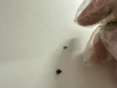 -枣呀呀仙枣糕(深圳前海壹方城店)