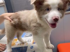 -伟伟宠物医院·CT影像中心·瑞派犬猫综合性门诊(汉口总院)