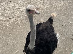 -新疆天山野生动物园