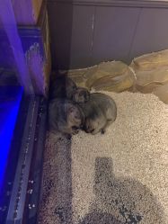 -未来动物城动物主题公园(大悦城店)