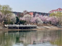 -桃花堤公园