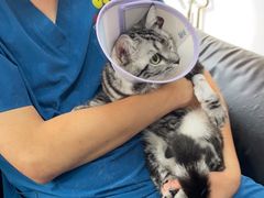 -A猫a狗全科·犬猫异宠·芥西宠物医院(南开总院)
