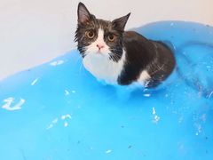 -momokira米努特·德文卷毛猫·棉花面纱犬