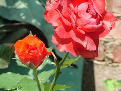 门前的玫瑰花-海鸥岛