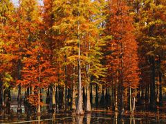 -白鹭湾湿地公园