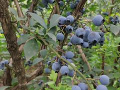 -金谷域澳洲庄园