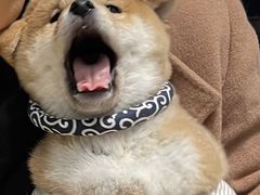 -逗柴咖啡屋·狗咖猫咖宠物桌游