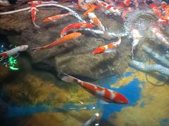 -太平洋海底世界