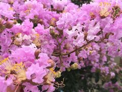 -麦当劳(塔园路店)