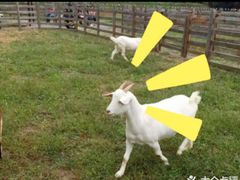 -前小桔亲子创意农场·草莓采摘·露营烧烤