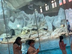 -帝企鹅自助餐厅•儿童岛•真企鹅(长隆企鹅酒店)