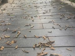 -白马涧龙池景区