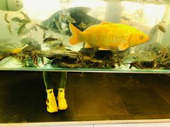 -小乡小镇·传承桐庐土菜·老板亲自烧的菜