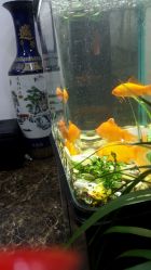 -尚玲纹绣纹眉特价店