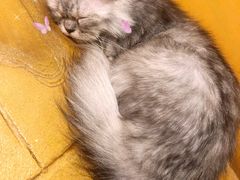-猫猫幼稚园·撸猫·桌游·电玩
