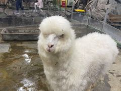 -上海大自然野生昆虫馆(东方明珠·爬宠昆虫探索中心)