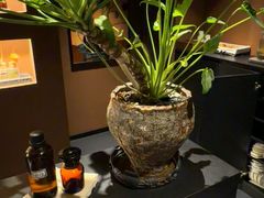 -泰·菩提树下[泰式按摩x精油SPAx肩颈头疗](新景店)