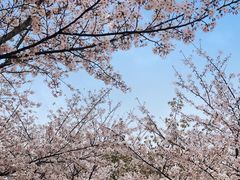 -高东镇樱花园