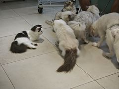 -怪兽屋·羊驼·猫咖·狗咖(俊华广场店)