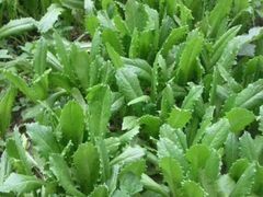 蔬菜-白草畔自然风景区