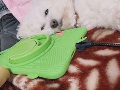 -顺强宠物诊所·狂犬免疫·夜诊·骨科(嘉定店)