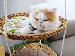 -Heymao猫咖.咖啡厅(东门店)