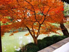 -上海醉白池公园