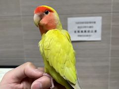 -北京观赏动物医院·24小时大型综合·猫专科·异宠专科