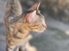 -曼丢傣家古寨