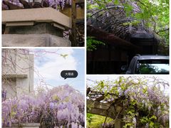 -桃花堤公园