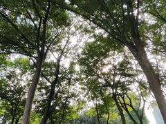 -新虹桥中心花园
