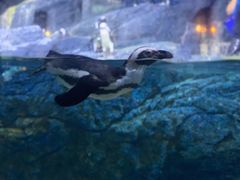 -暹罗海洋世界