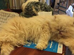 -猫色咖啡·猫咖