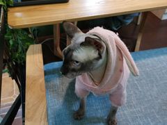 -李小姐の猫咖啡馆(五角场店)