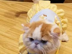 -啵啵喵·猫咖(攀华国际店)