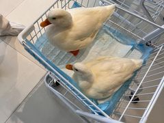 -怪兽屋·羊驼·猫咖·狗咖(俊华广场店)