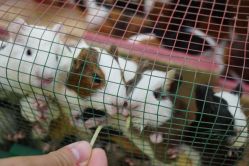 -萌宠亲子动物乐园(槐房万达店)