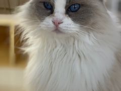 -鼓捣猫呢主题猫咖店