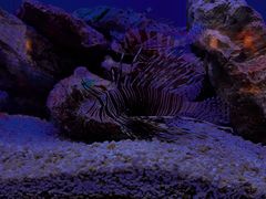 -上海海洋水族馆